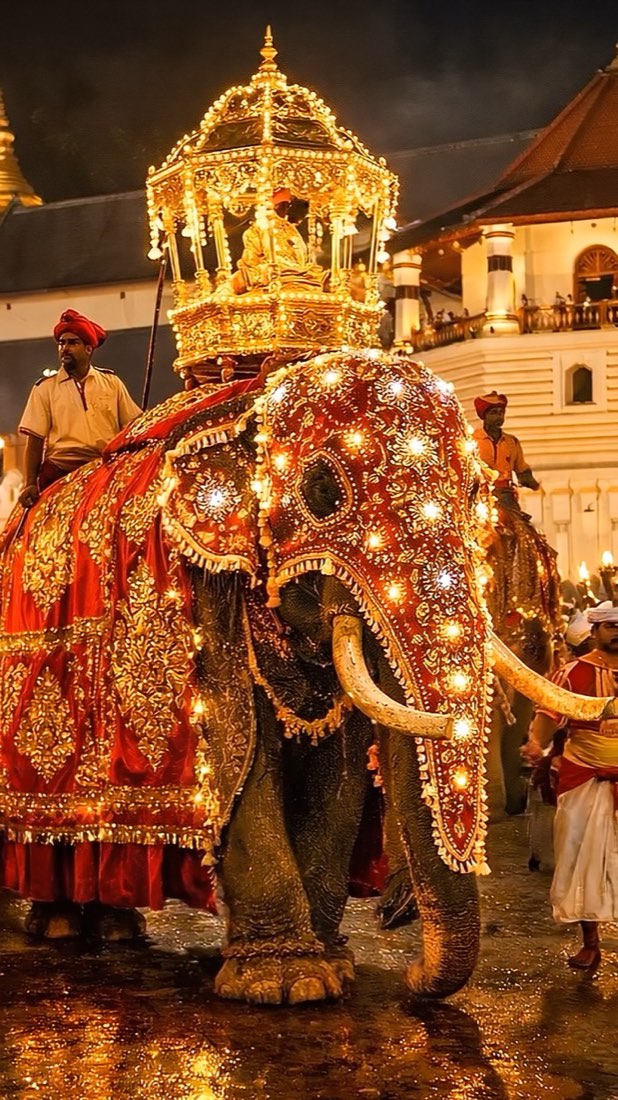Elefant bei der Perahera in Kandy